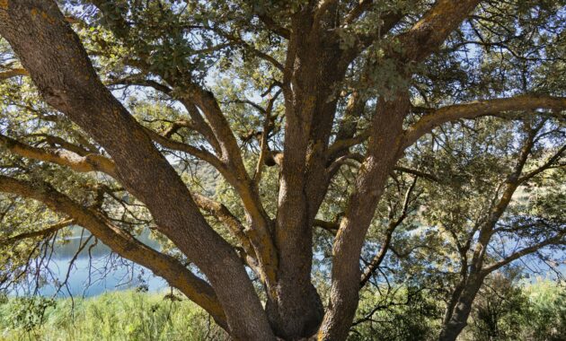 nusa penida blue lagoon