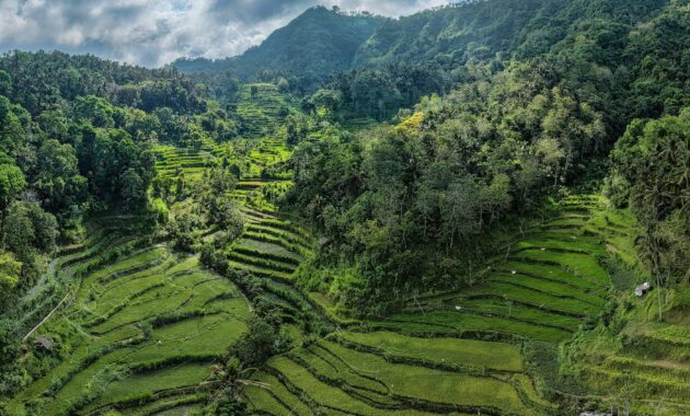villa sonia bisma ubud