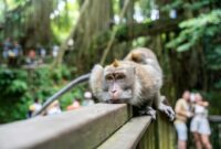 villa neyang ubud Macaque monkey lounging on a railing in a lush park, surrounded by tourists.